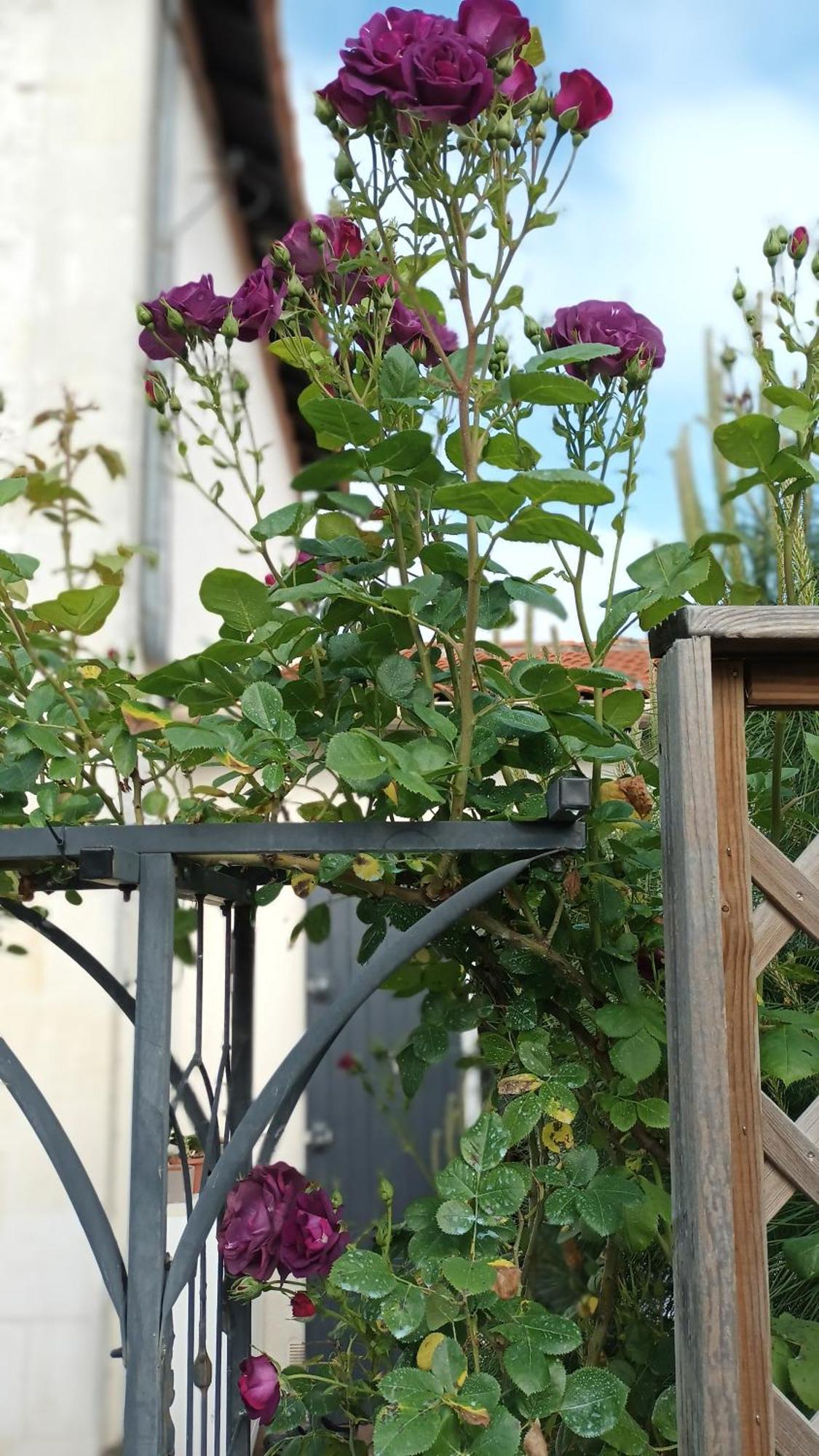 Le Clos Des Passiflores Пон Екстер'єр фото